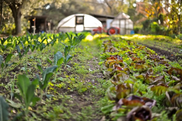 Sweetwater Organic Community Farm Tour – an RFT ELLS event!